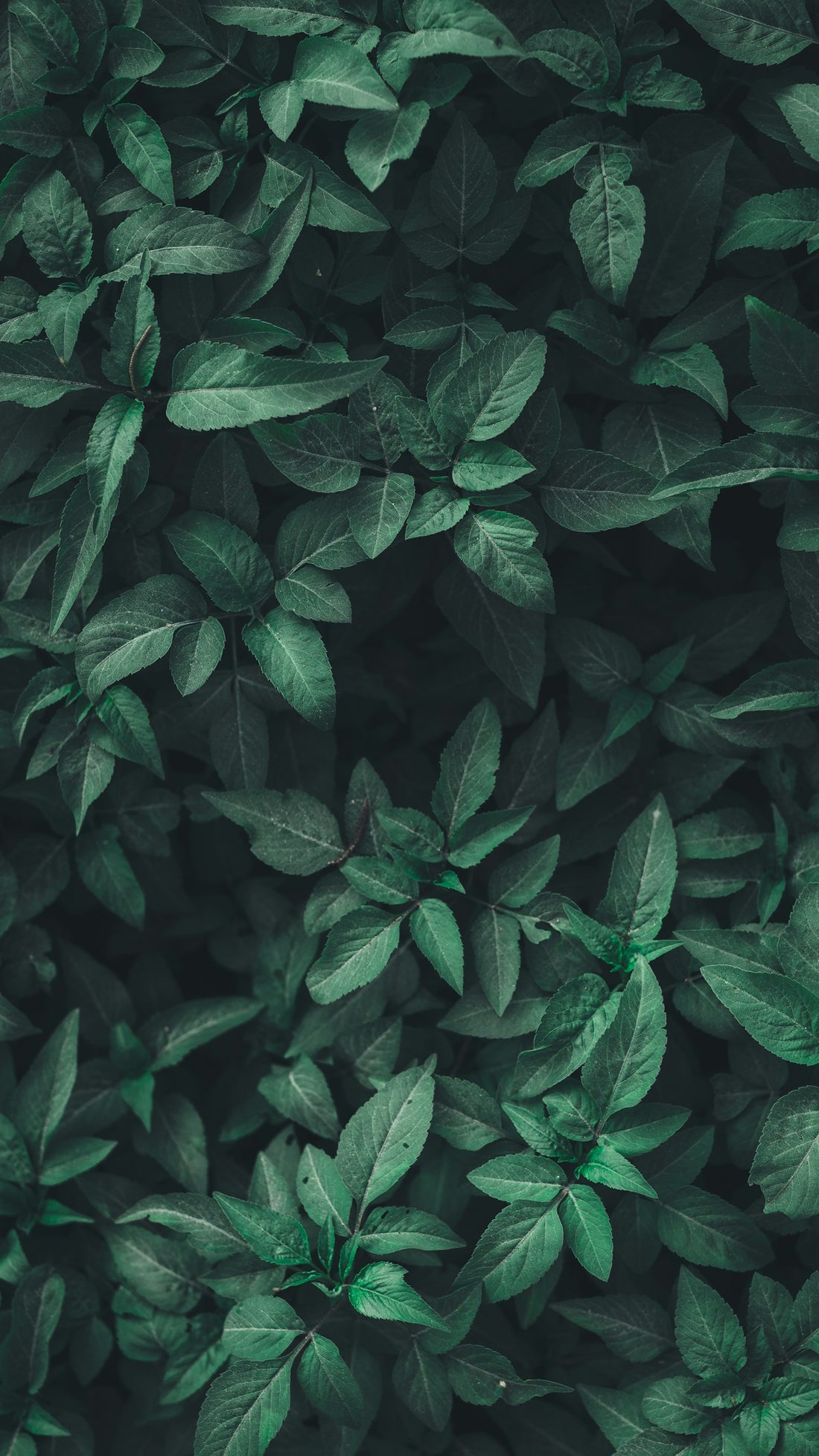 Close-up of wild green leaves in a highland setting