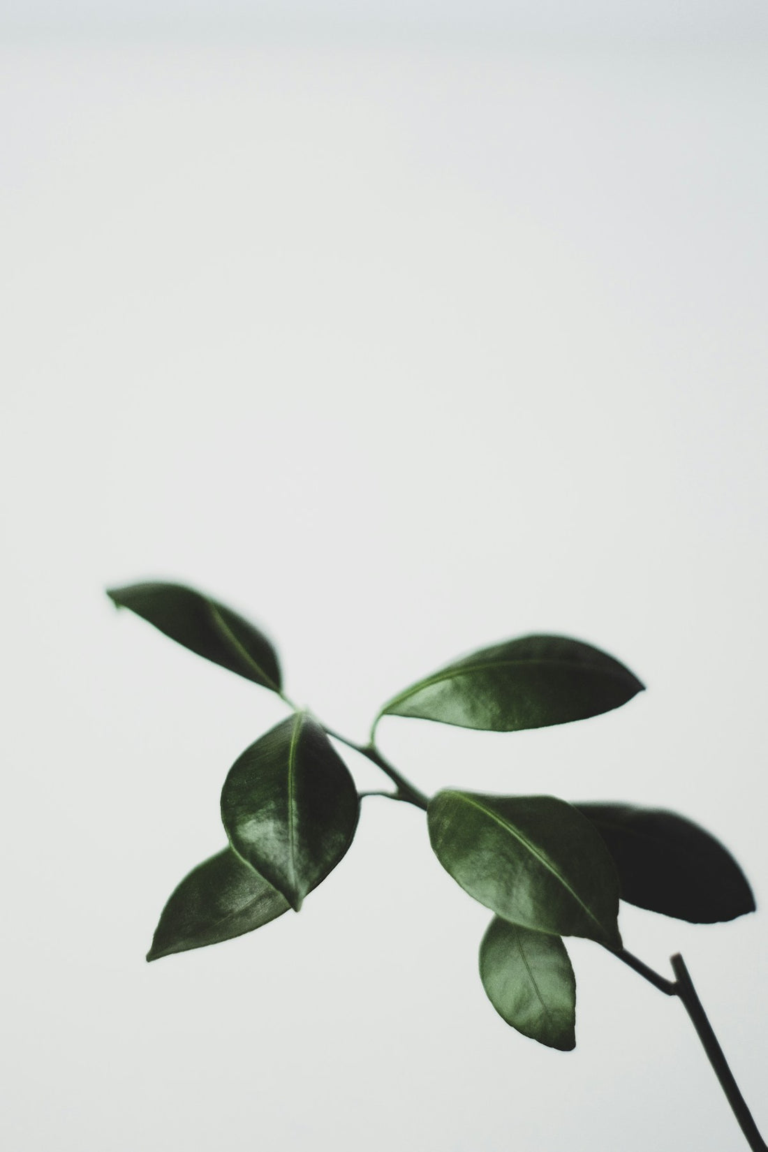 Close-up of green citrus (orange tree) leaves