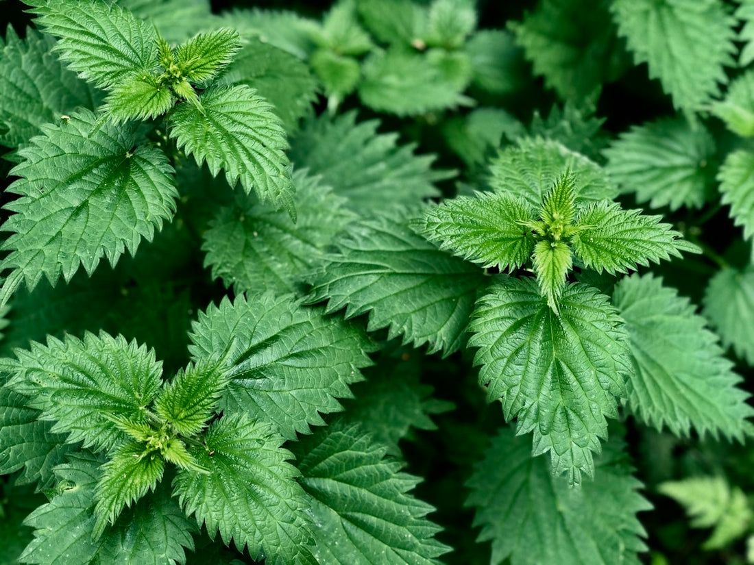 Fresh nettle leaves
