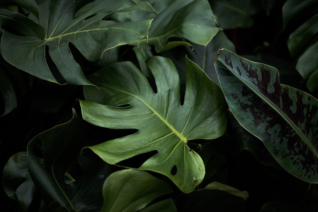 Close-up of green rainforest leaves, representing Matico Soldier's Herb from Peru