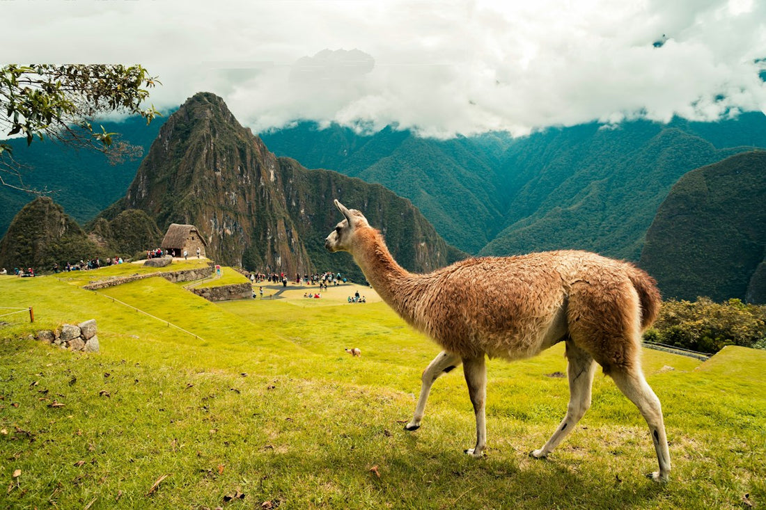 Llama grazing on green highland grass in the Peruvian Andes