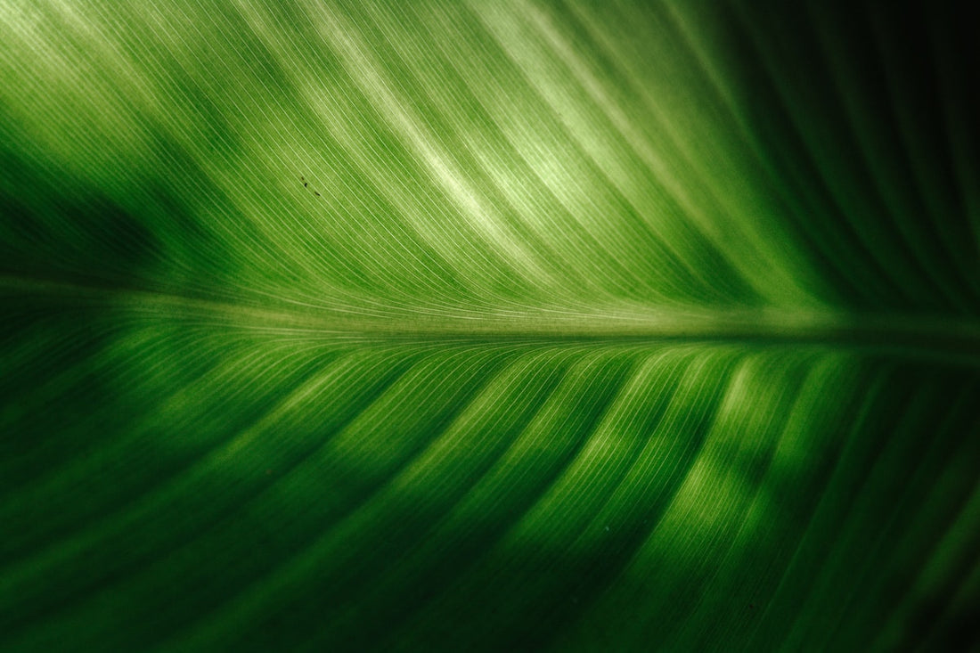 Close-up of wild green leaves, evoking the Amazon and Andean habitat where chanca piedra grows wild