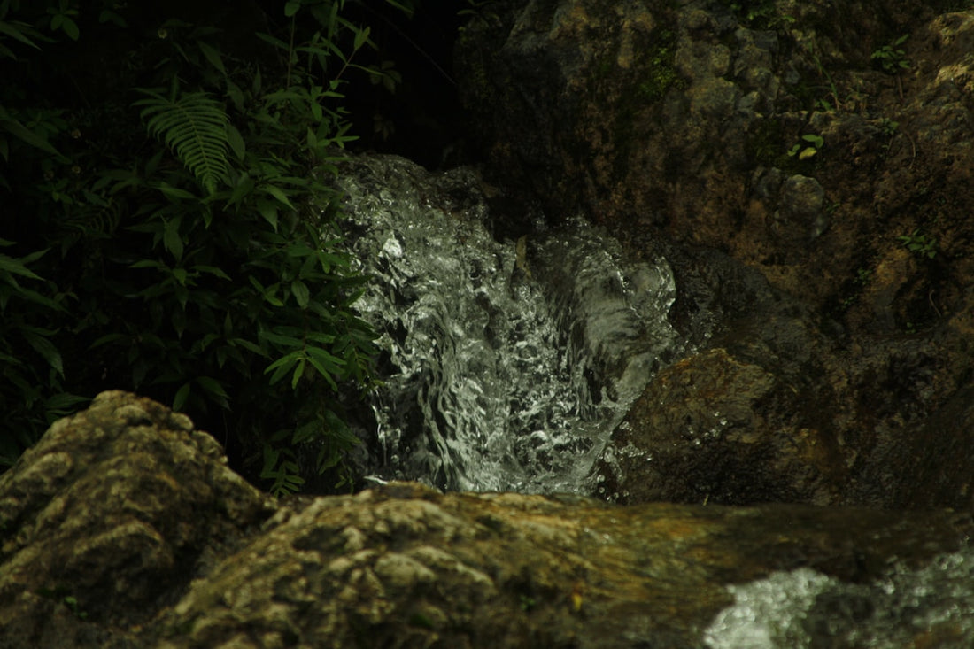 Fern growing on rocks near a stream in a shaded Andean forest