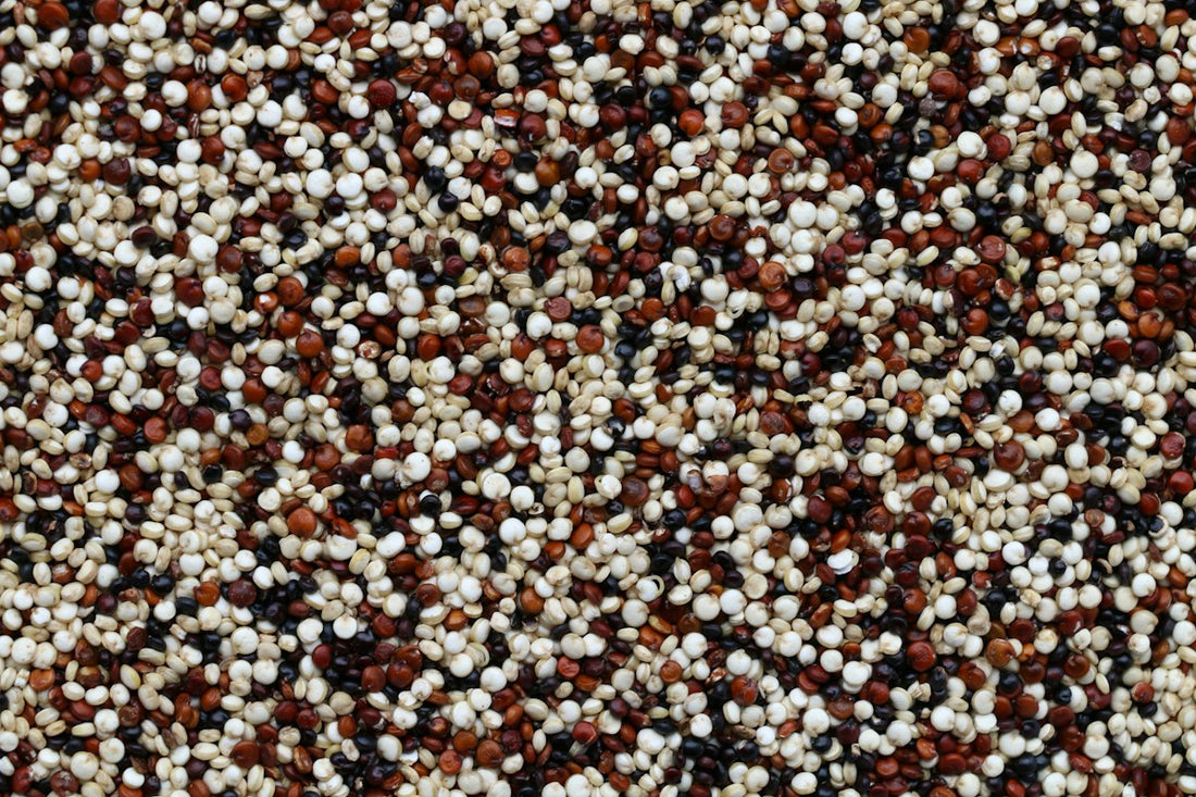 Quinoa grains