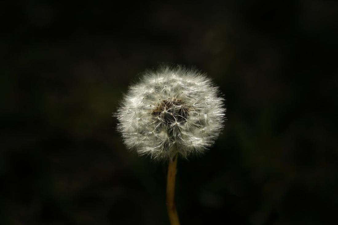 Close-up of a white dandelion seed head