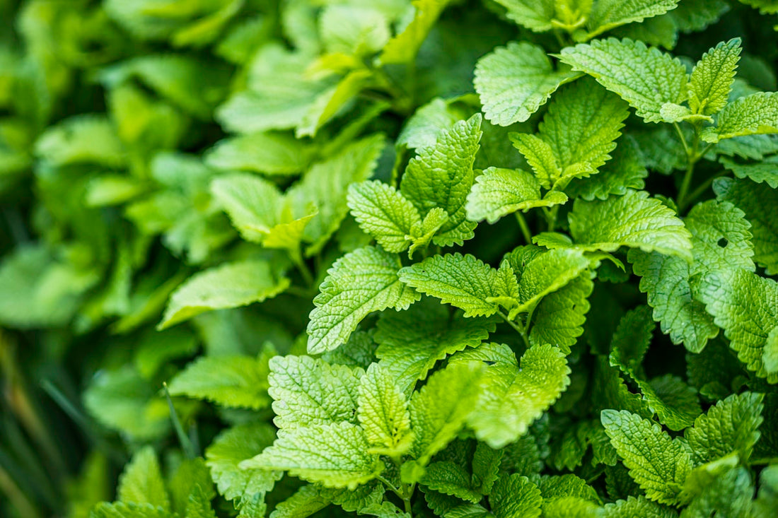 Fresh green mint leaves close up, representing Muña and Hierba Buena herbal teas from Peru