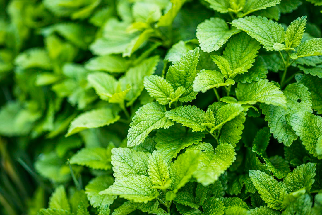 Fresh mint leaves for Andean mint tea
