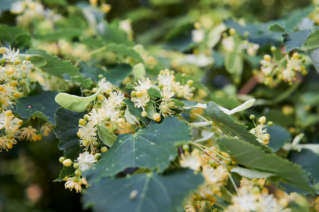 Pale yellow linden tree flowers and green leaves, the blossoms used for tilo tea