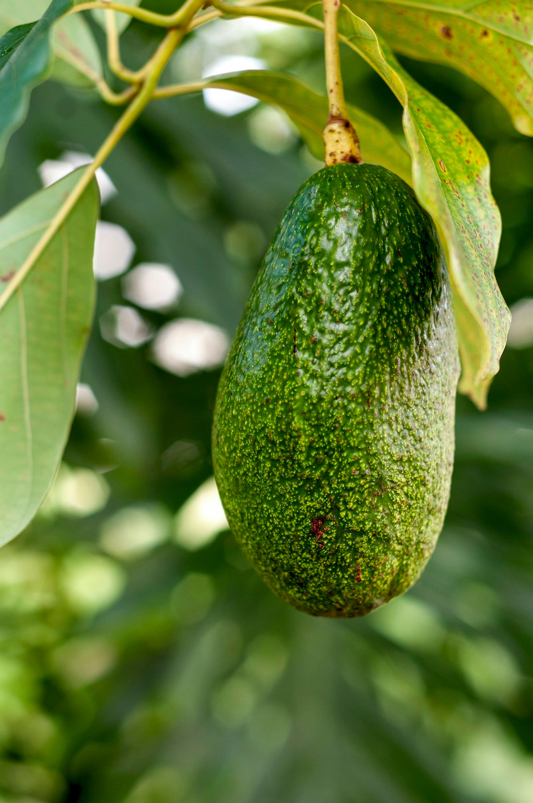 Avocado hanging on a tree branch surrounded by green leaves