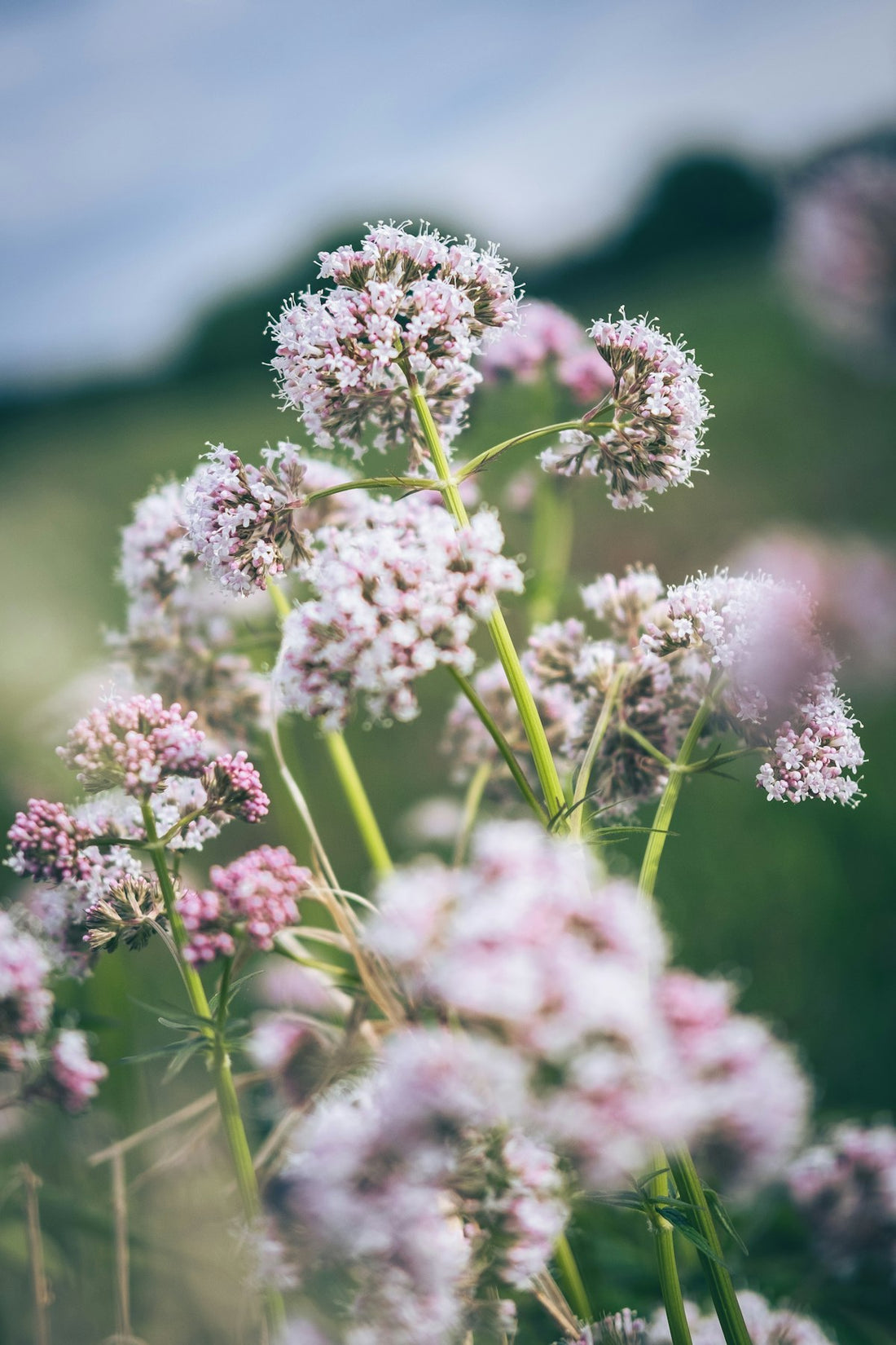 Pale pink valerian flower clusters growing in a green meadow