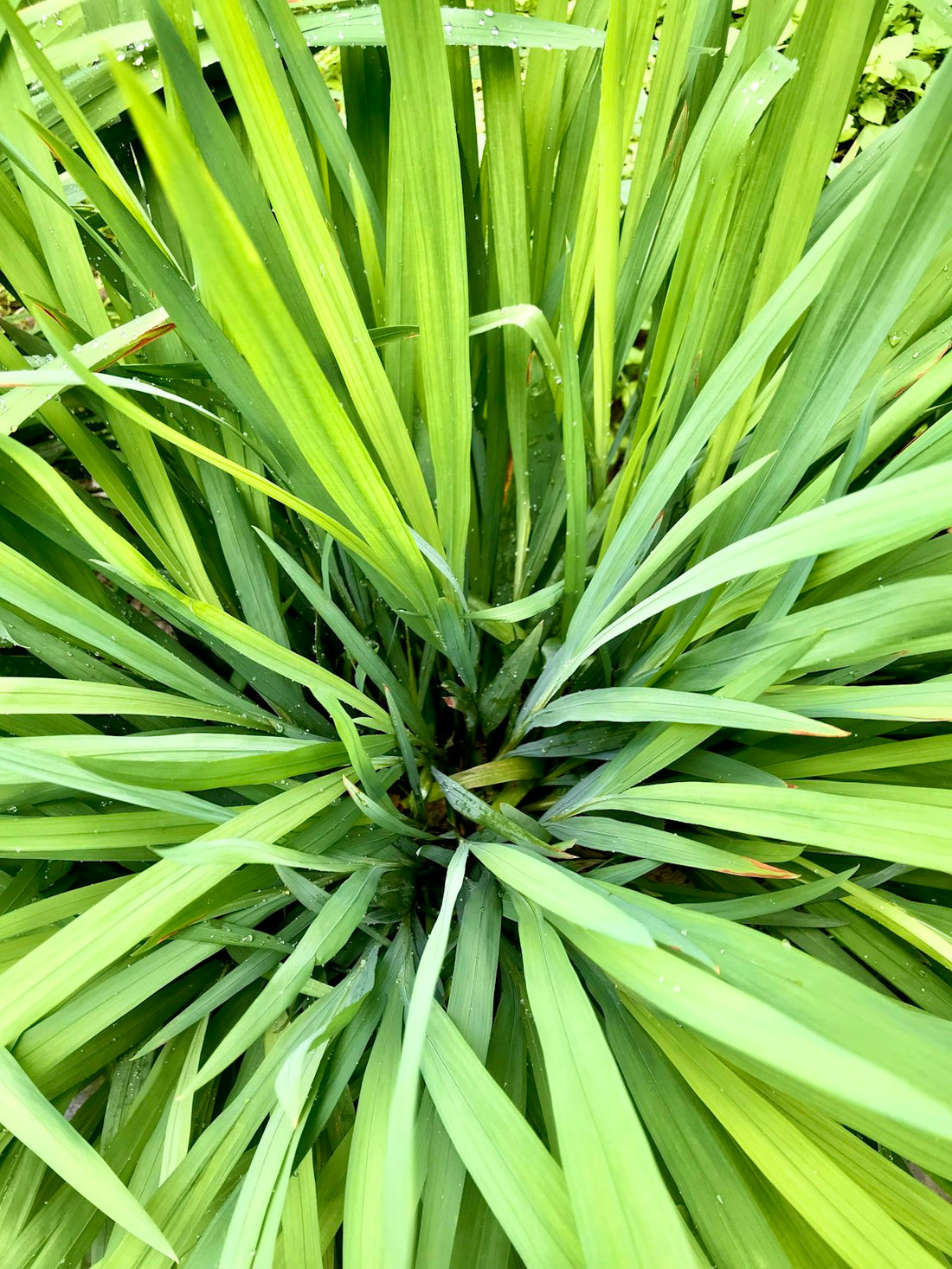 Green lemongrass plant seen from above with long grassy blades