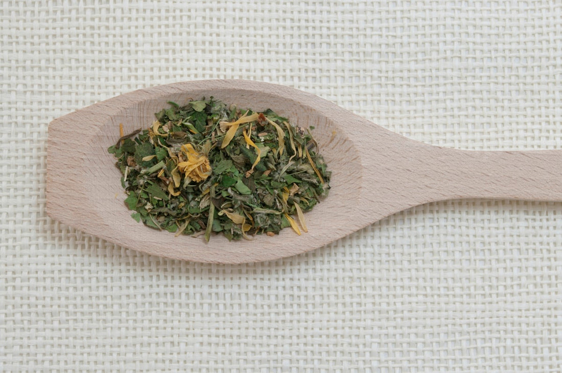 Wooden spoon with dried green Boldo tea leaves