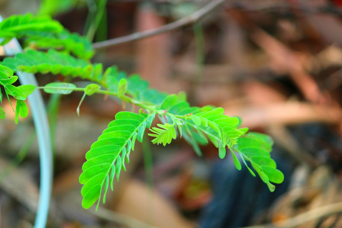 Small green leafy herb with fine paired leaflets growing close to the ground