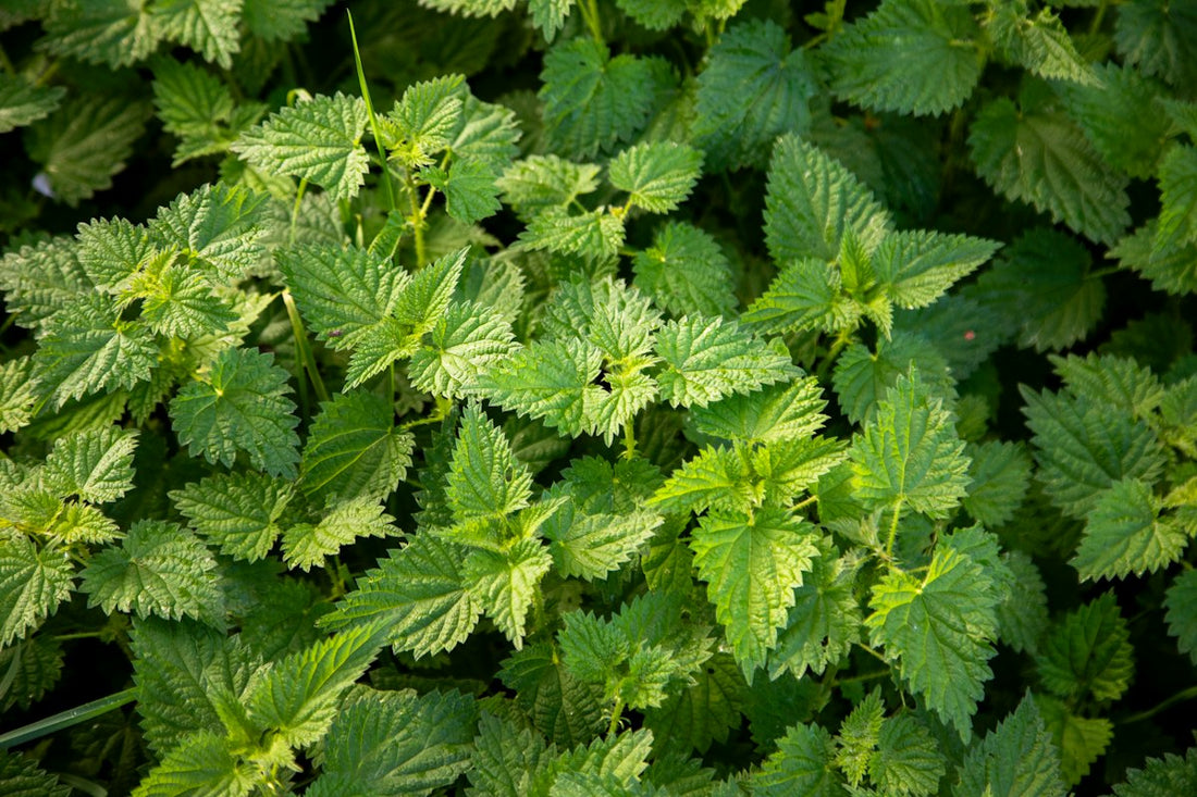 Close view of fresh green stinging nettle leaves, the plant used for ortiga herbal tea