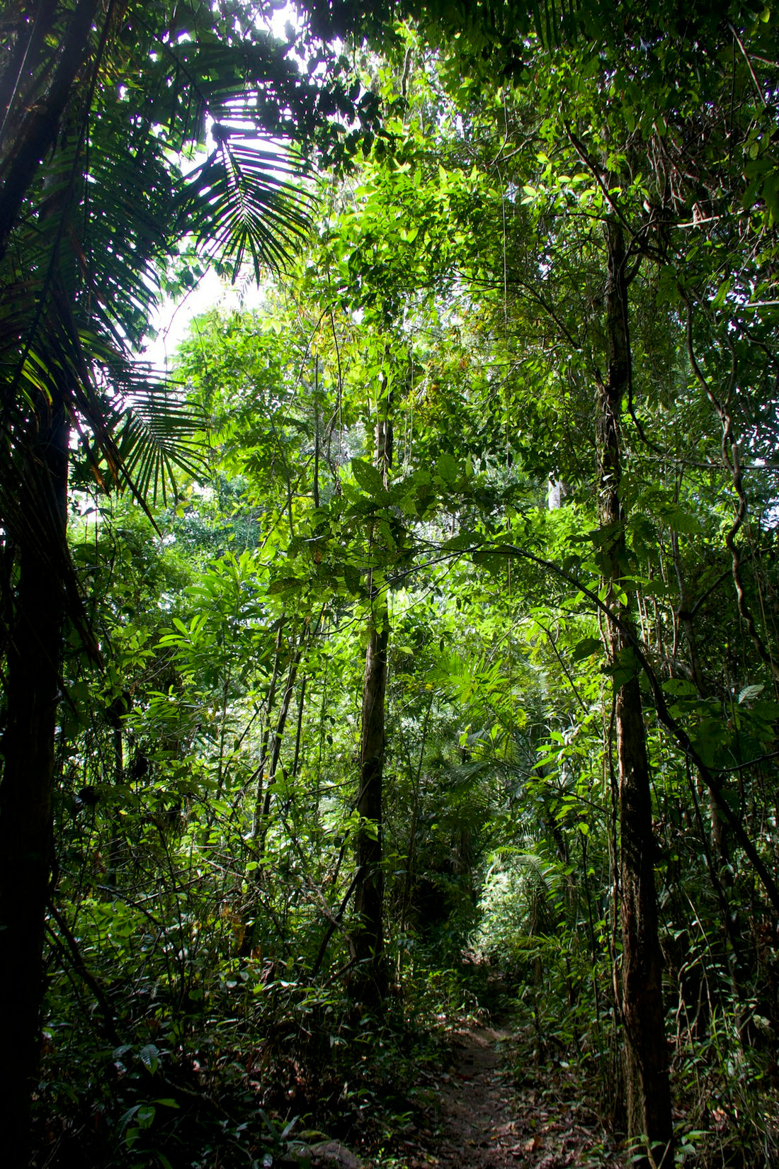 Sunlit trail through the Amazon rainforest, where cat's claw vine grows