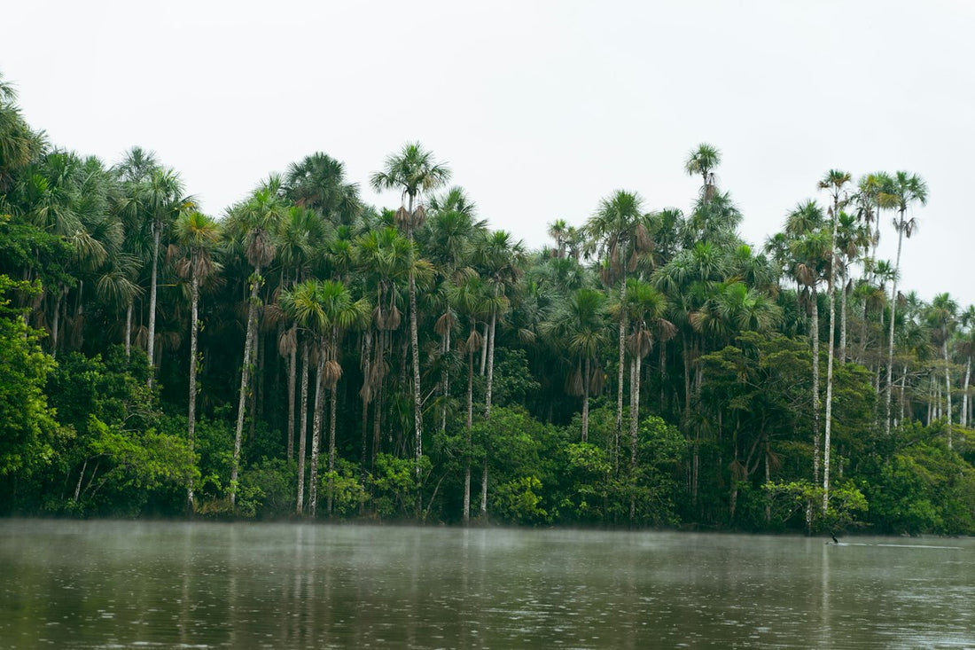 Tall palm trees lining a lake in the Amazon rainforest