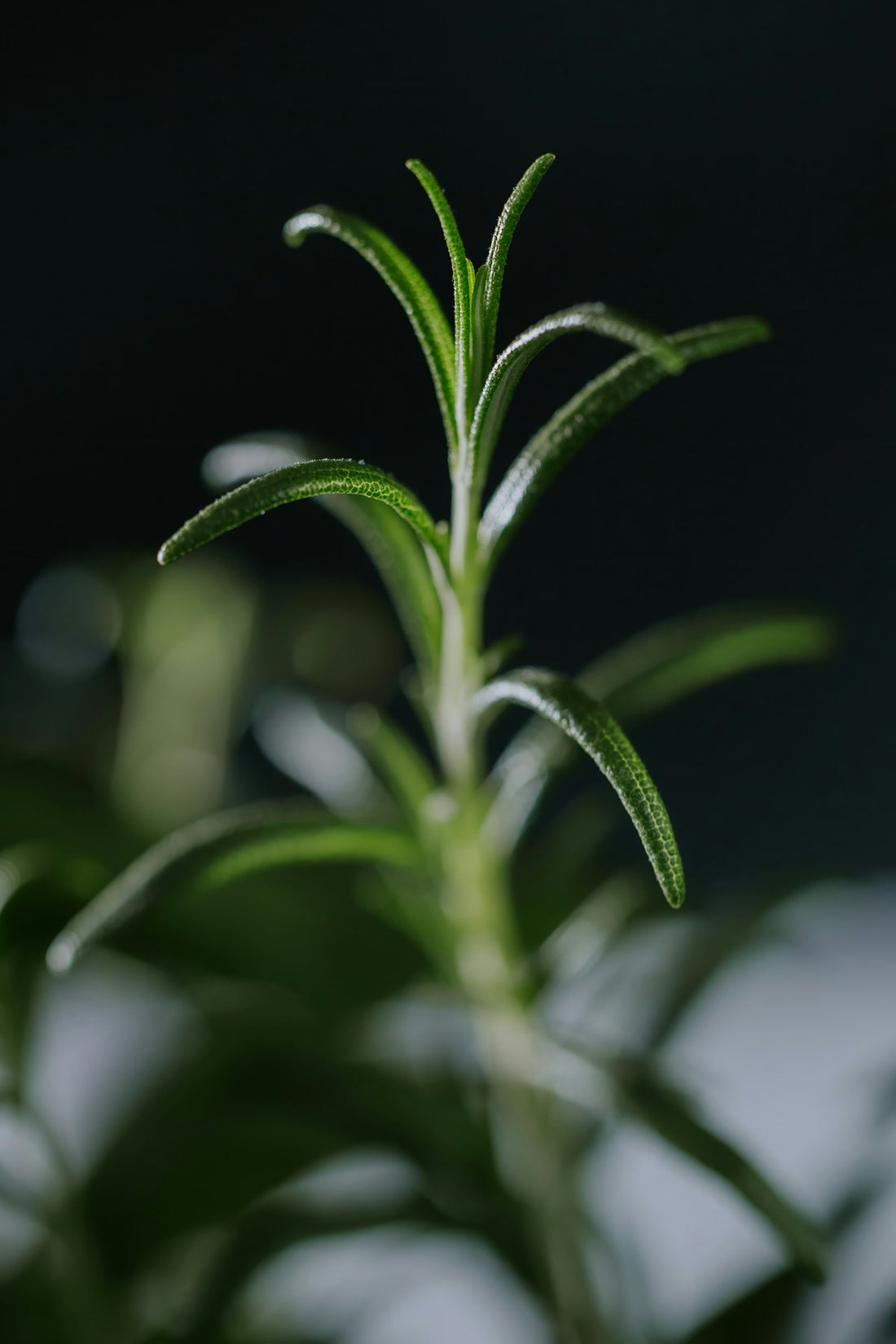 Close-up of a rosemary plant with green leaves