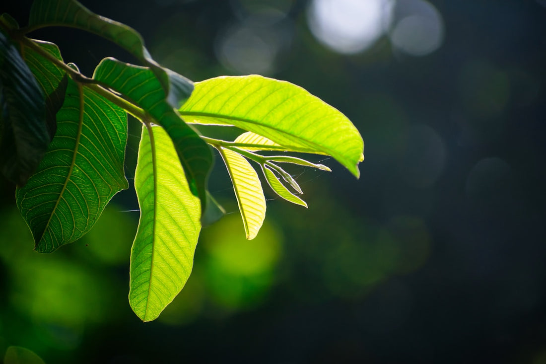 Close-up of a green guava leaf, the traditional herb used in Guava Leaf tea and capsules