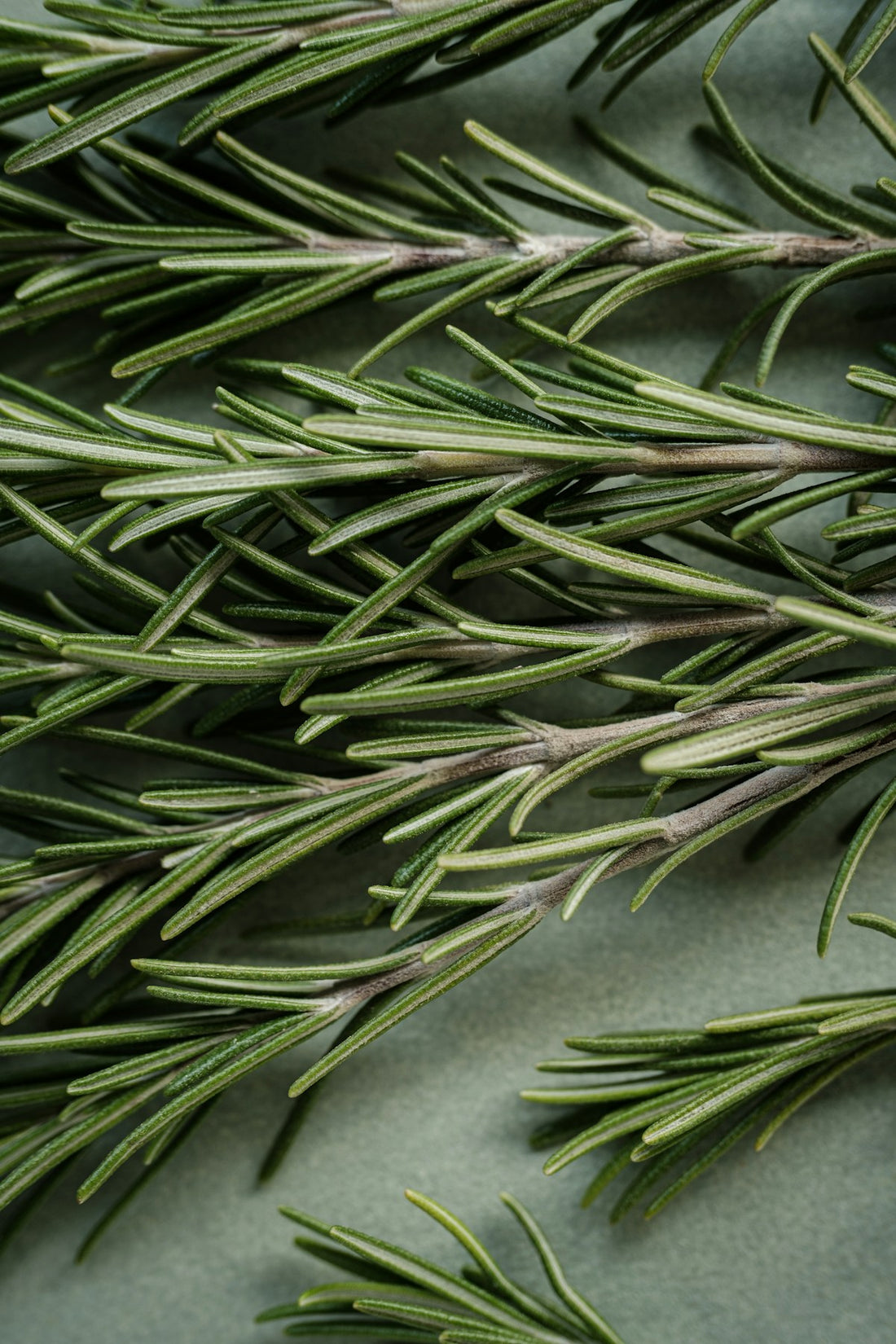 Macro close-up of fresh rosemary sprigs