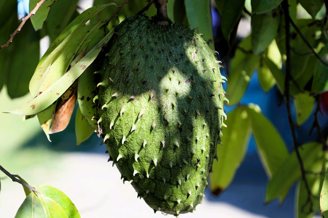 Soursop (guanabana) fruit hanging among green soursop leaves