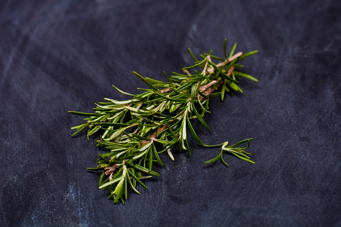 Fresh rosemary sprig on a dark surface