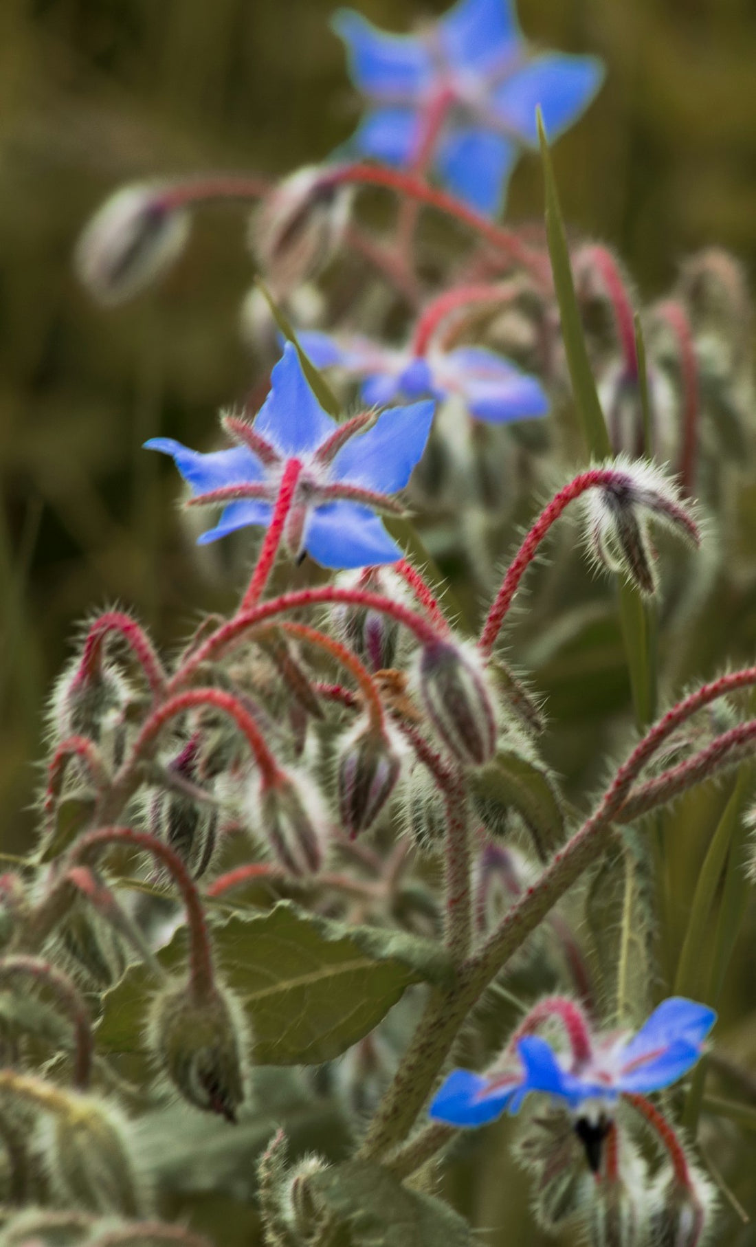 Blue borage flowers in bloom