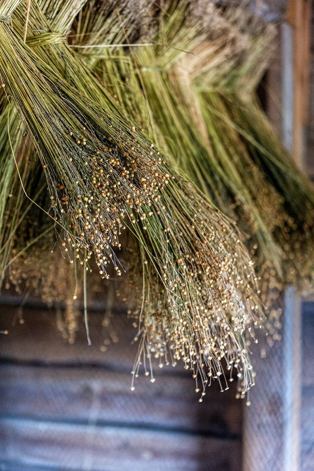 Bundles of dried flax plants used to make linaza flaxseed powder