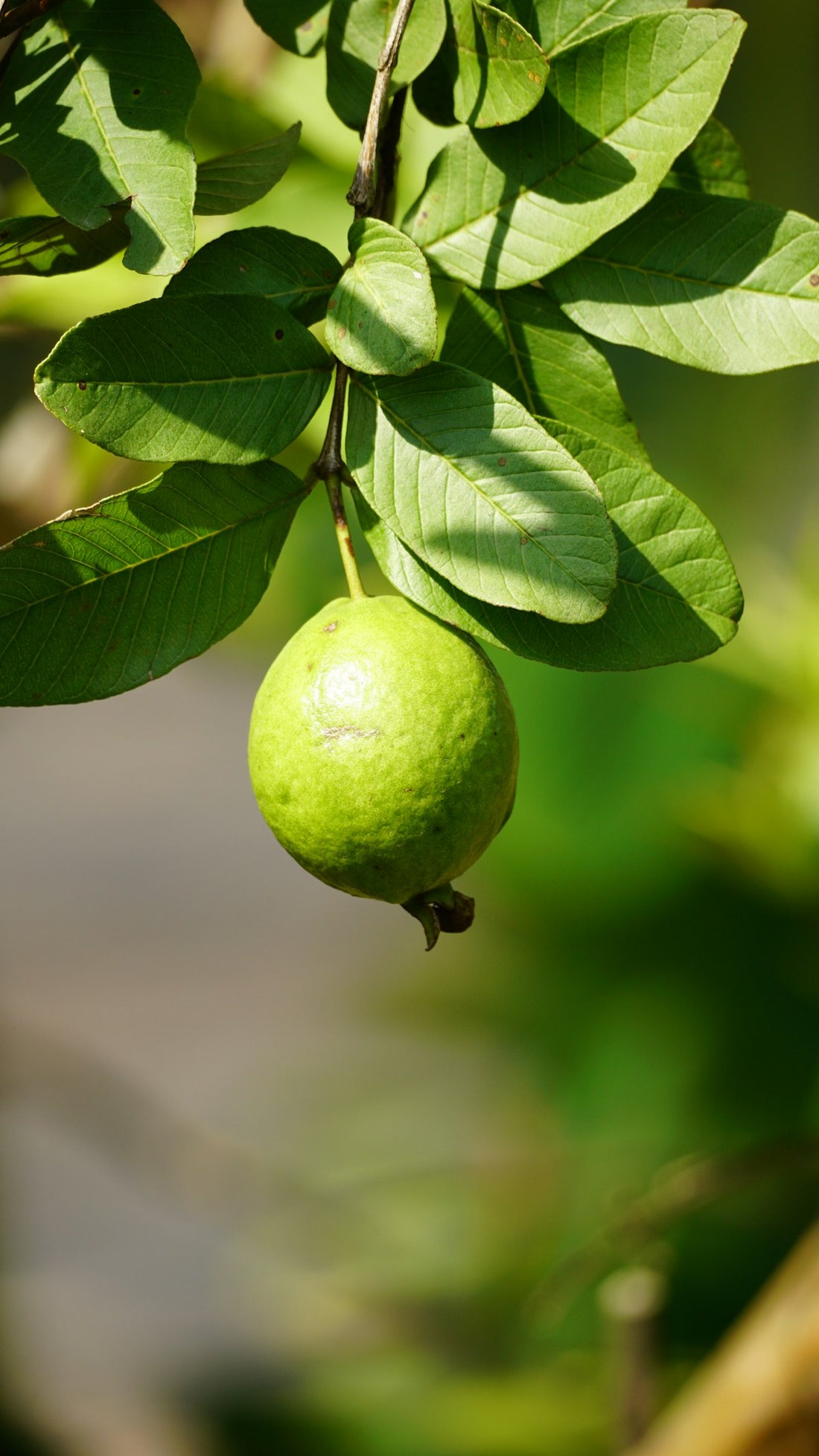 Guava tree branch with green leaves and a single unripe guava fruit