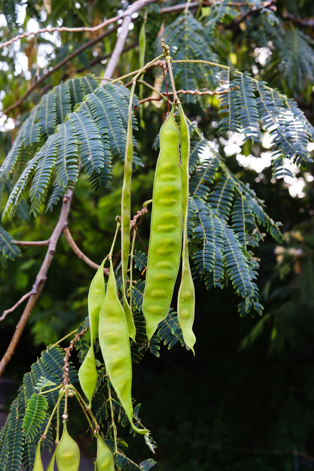 Green seed pods hanging from a tree branch