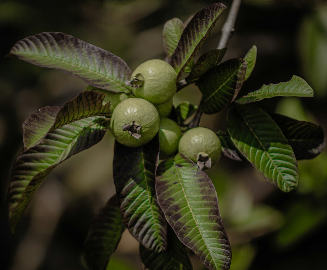 Guava branch with green leaves and unripe fruit, the leaves used to make guava leaf tea