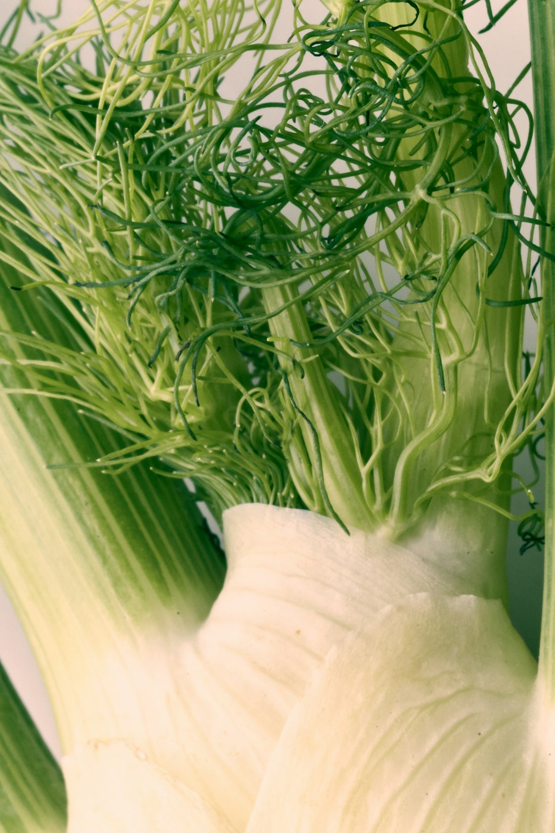 Close-up of fresh fennel bulb and feathery green fronds