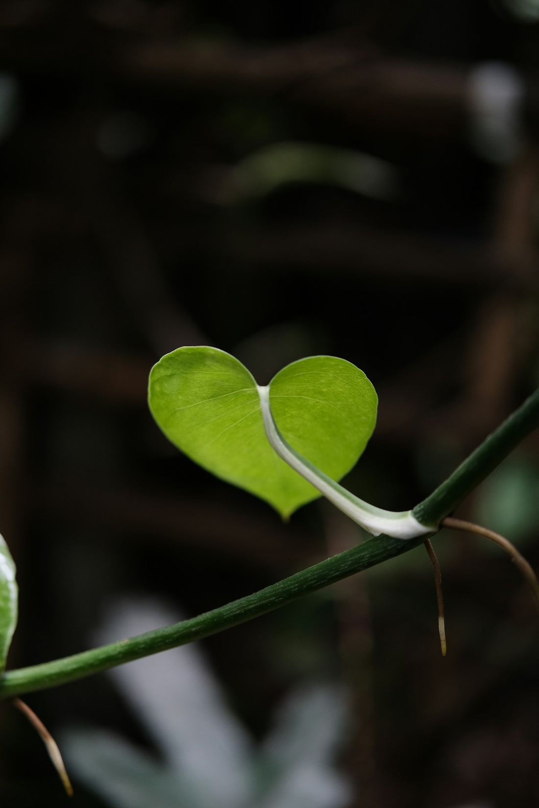Bright green heart-shaped leaf on a vine, standing in for Peru's kidney-support herbal teas