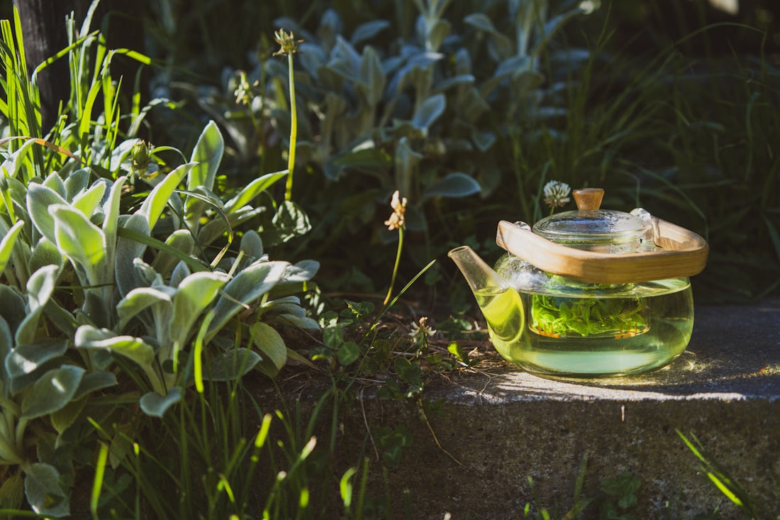 Glass teapot brewing green herbal tea in a garden setting