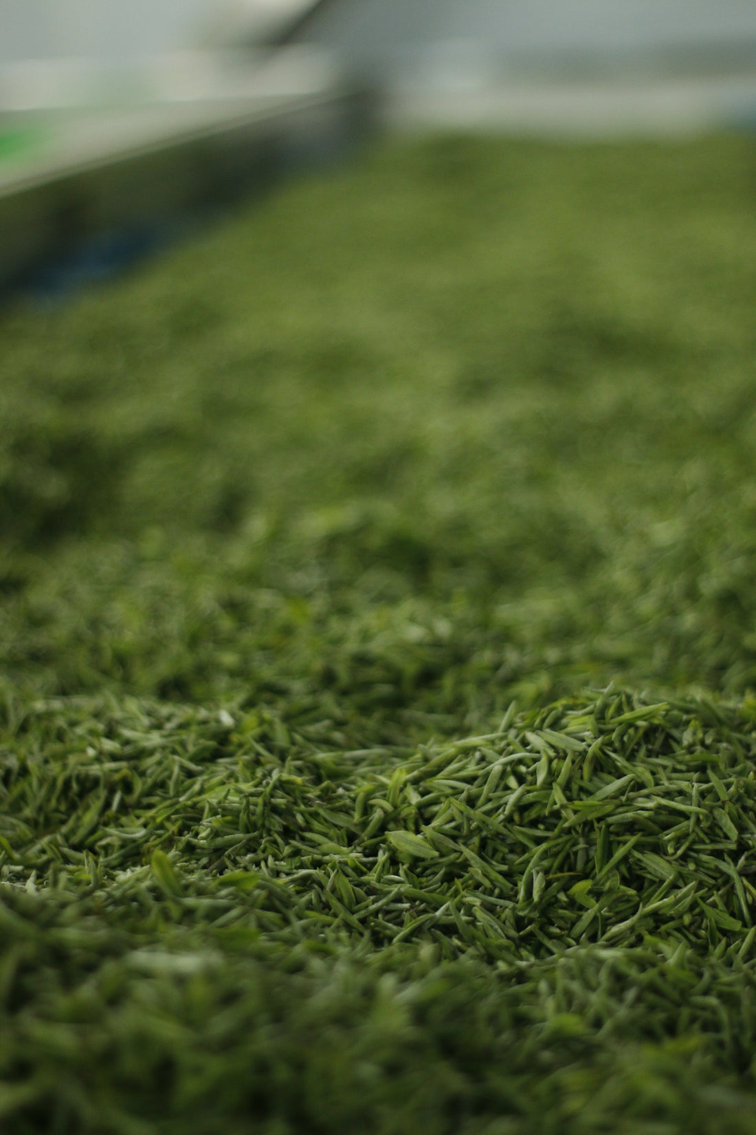 Close-up of dried green tea leaves