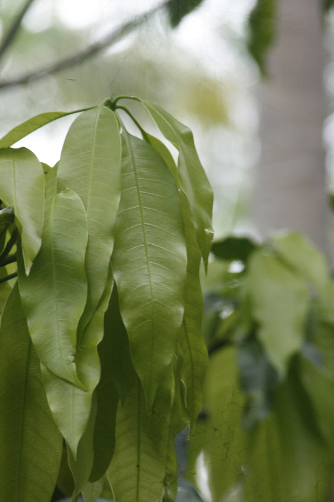 Close-up of vibrant green mango leaves on a branch