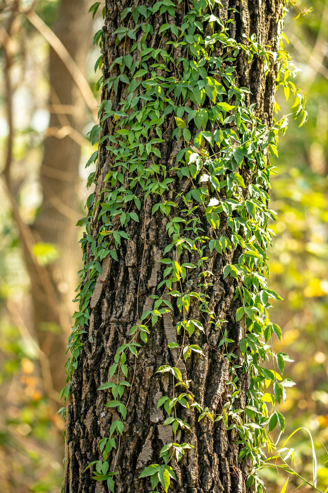 Green climbing vine on a rainforest tree trunk