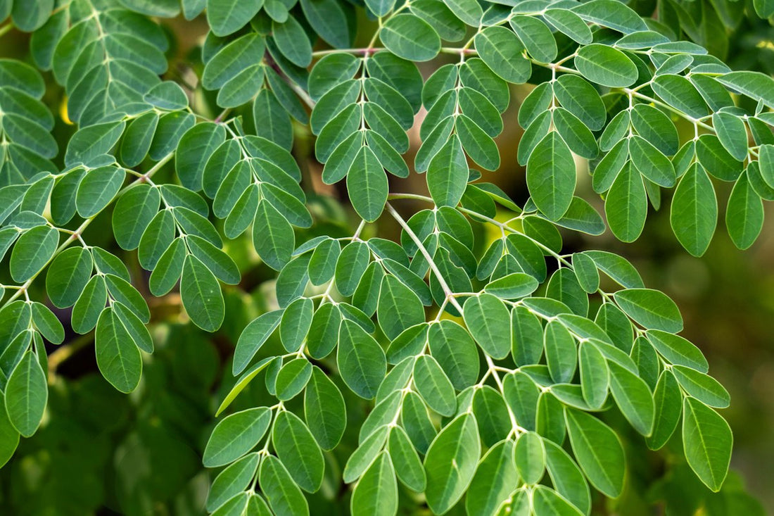 Close-up of green moringa leaves on the branch