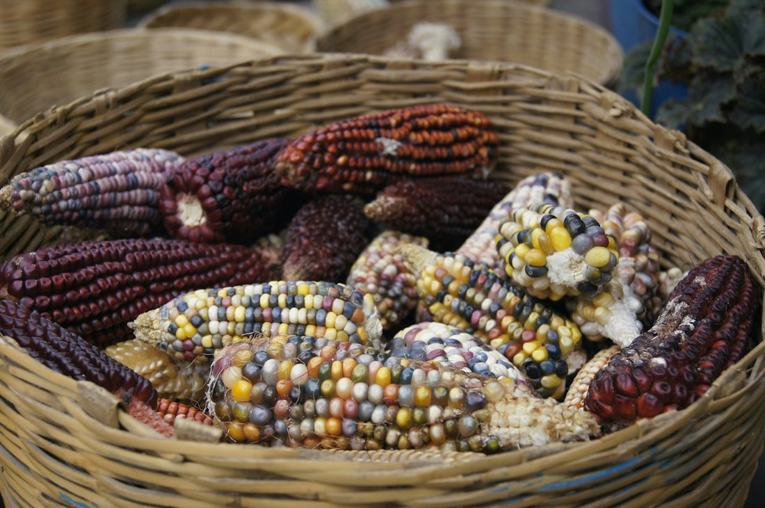 Basket of purple and multicolored Andean corn cobs