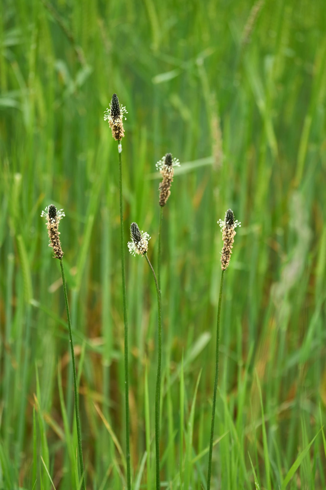 Broad green plantain leaves growing outdoors