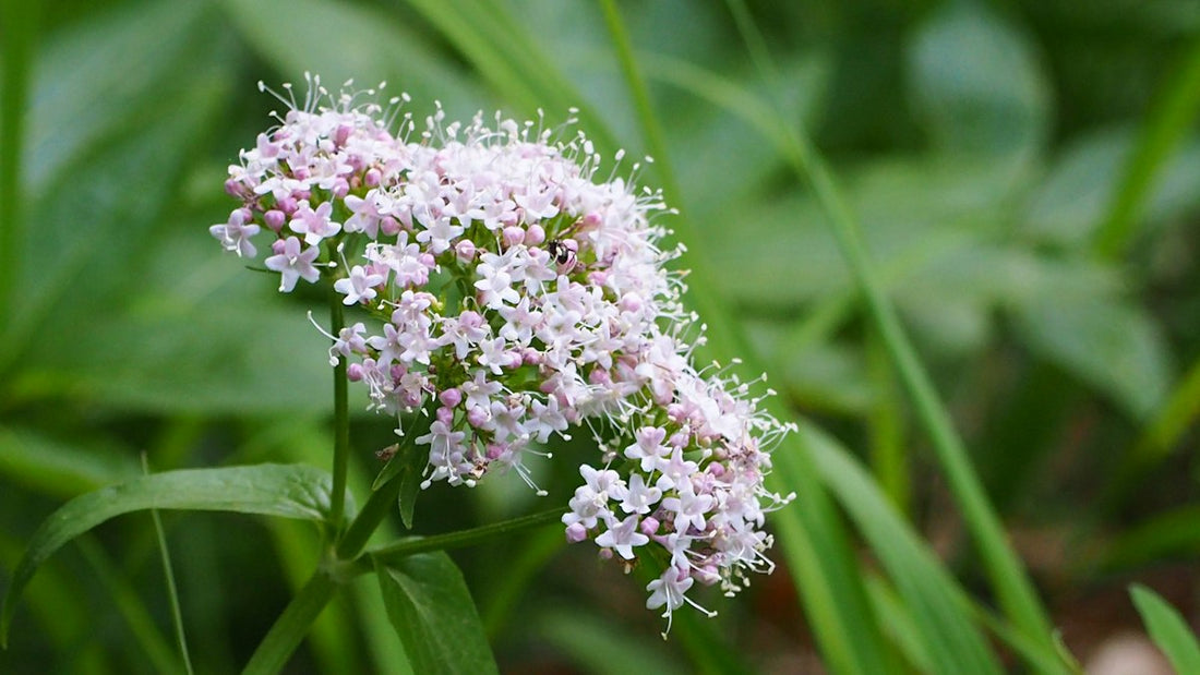 Pale pink valerian flowers in bloom, the plant whose root is brewed as a calming evening tea
