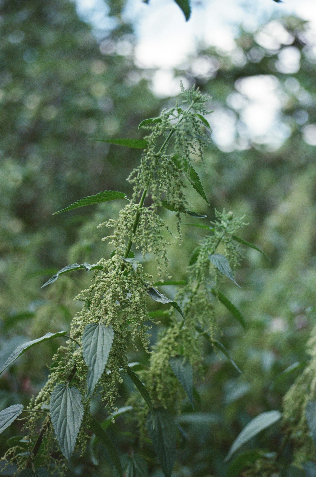 Stinging nettle plant with serrated leaves and small green flower clusters