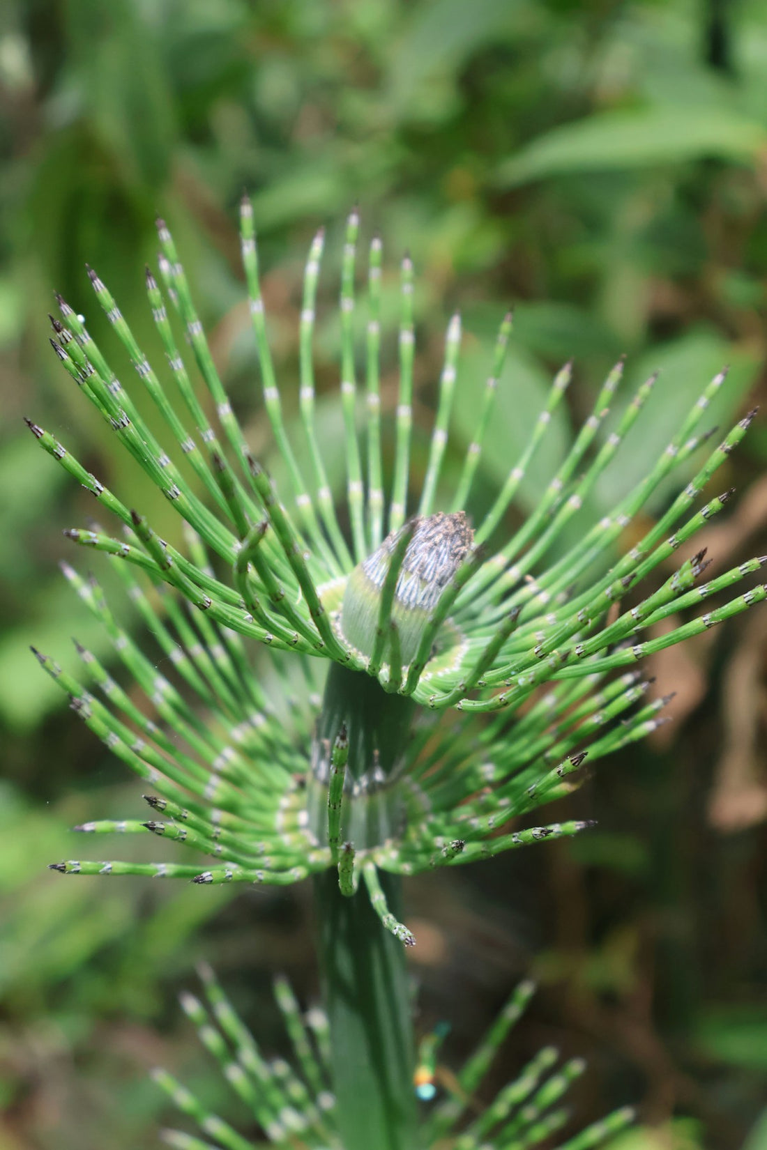 Close-up of a vibrant green horsetail plant with segmented stems