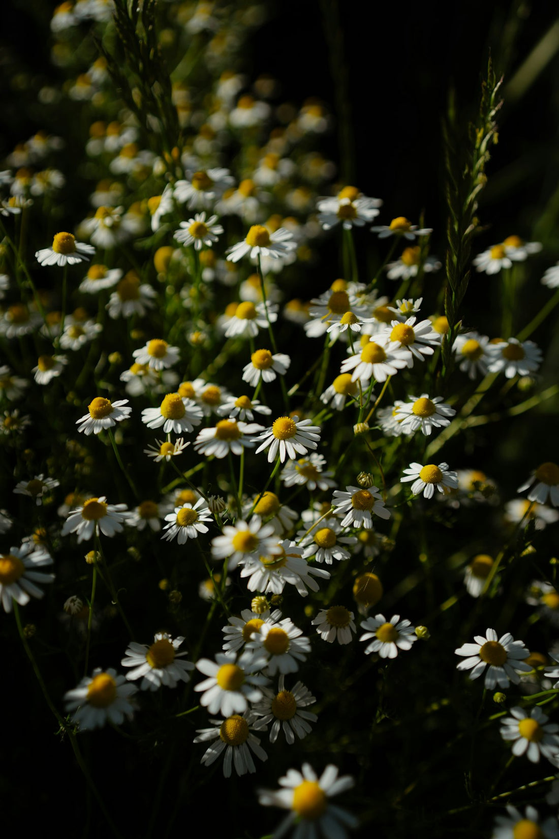 Chamomile flowers