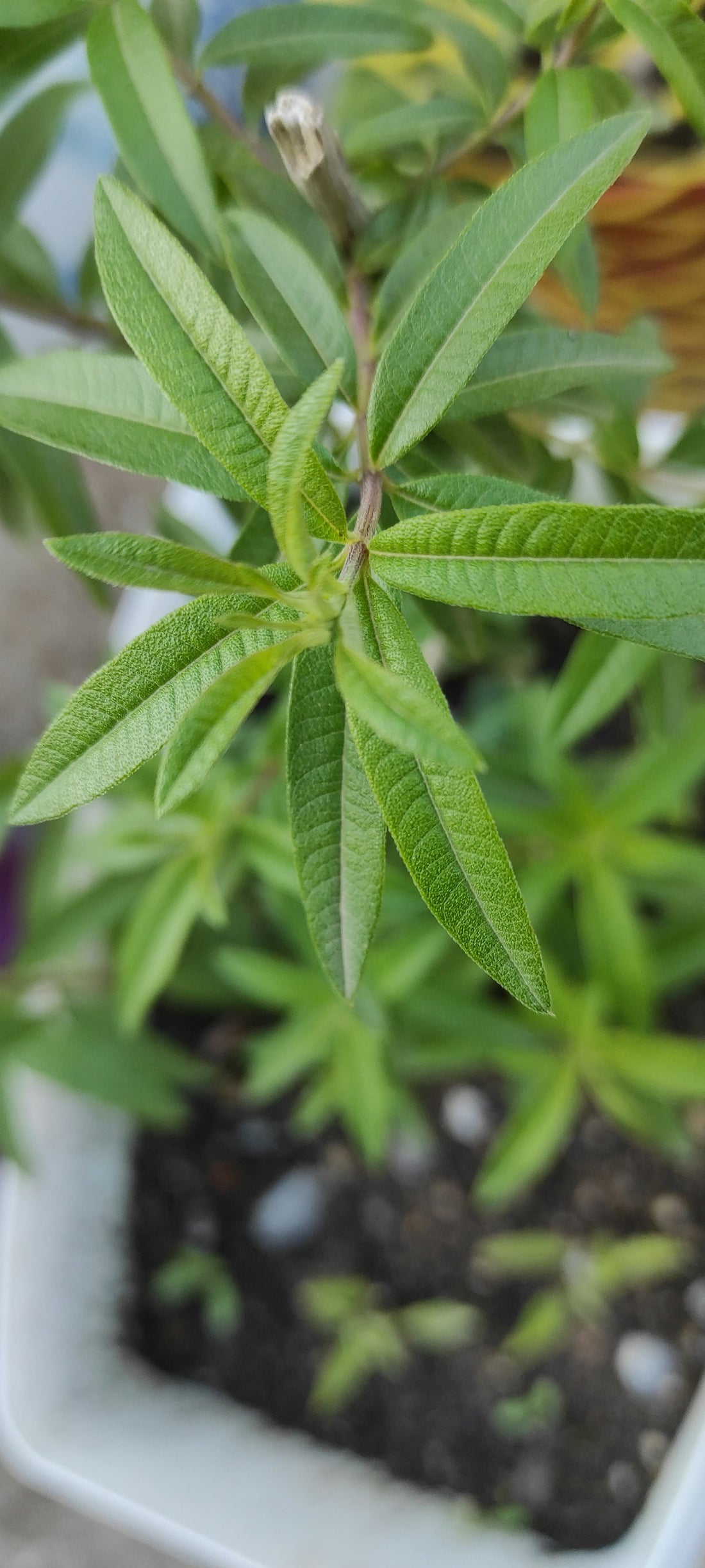 Lemon verbena plant in a white planter