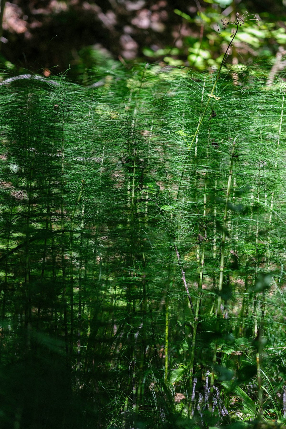 Dense cluster of green horsetail plants (cola de caballo) growing in dappled sunlight