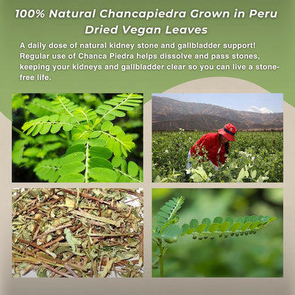Chanca Piedra Loose Leaf