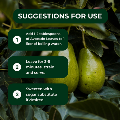 Avocado Leaves - Hojas de Aguacate