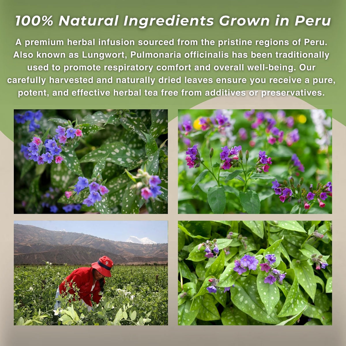 Te de Pulmonaria (Lungwort) Loose Leaf Herbal Tea from Peru | 50g