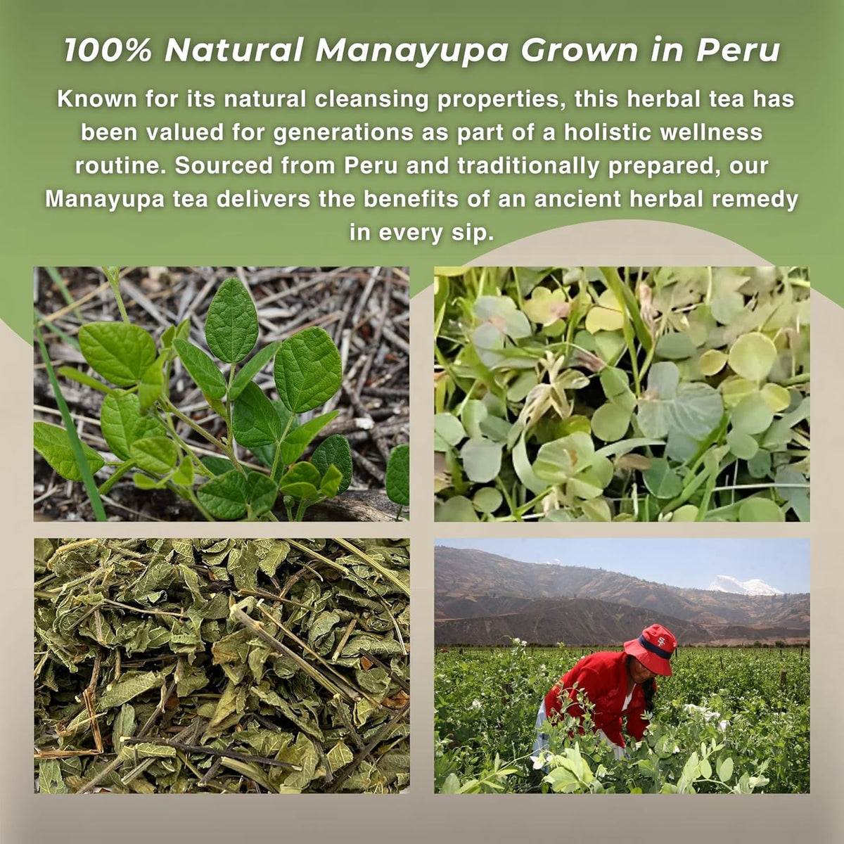 Manayupa Herbal Tea