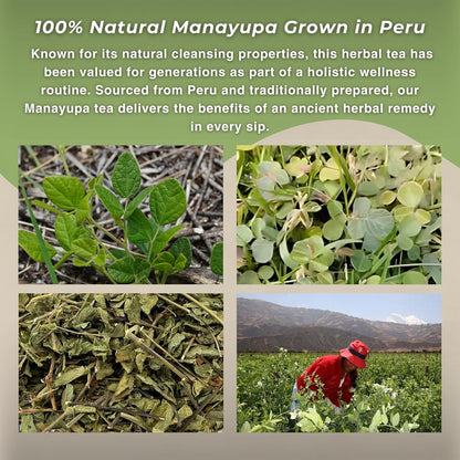 Manayupa Herbal Tea